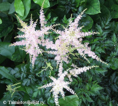 Astilbe Simplicifolia-Ryhm 'Sprite'